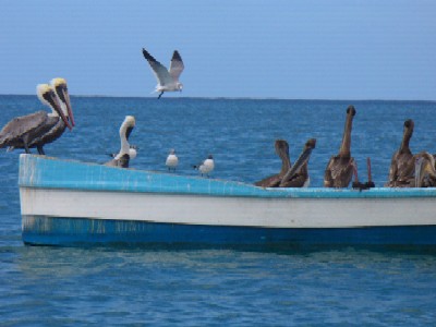 Boat, Birds, Sea, Sun, Castara, Tobago